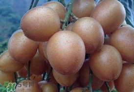 黃皮果怎么保存？黃皮果如何保存