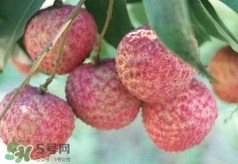荔枝吃多了會(huì)怎么樣？荔枝上火怎么辦？