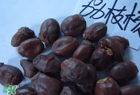 荔枝核怎么吃？荔枝核的功效與作用