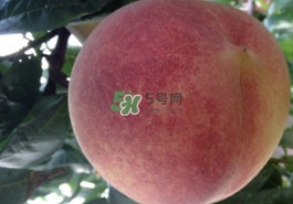 血桃多少錢一斤2017？血桃哪個品種最好吃