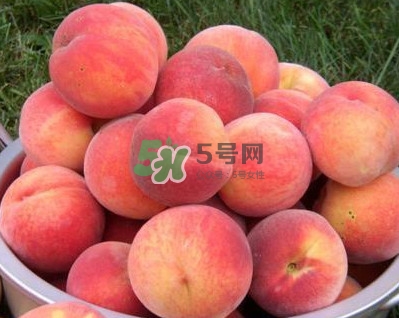 紅不軟桃?guī)自路莩墒?？紅不軟桃什么時(shí)候成熟