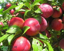 油桃怎么保存不會(huì)變軟？油桃怎么保存時(shí)間長？