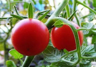 六月份可以種西紅柿嗎？西紅柿什么時(shí)候種？