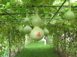 六月份可以種葫蘆嗎？葫蘆幾月份種？