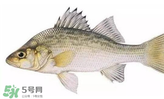 鱸魚(yú)怎么做好吃又簡(jiǎn)單？清蒸鱸魚(yú)的做法