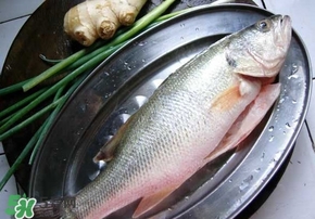 鱸魚是海鮮嗎？鱸魚是不是海鮮？