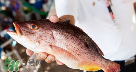 鱸魚刺多嗎？鱸魚適合做給寶寶吃嗎？