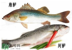 海鱸魚多少錢一斤2017？淡水鱸魚多少錢一斤？
