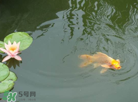 2017年夏至?xí)掠陠幔肯闹料掠暧惺裁凑f(shuō)法？