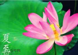夏至是入伏嗎？夏至后多久入伏？