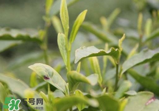 喝信陽毛尖有什么好處？信陽毛尖是紅茶還是綠茶？