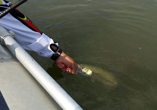 釣海鱸魚什么時(shí)候最好？釣海鱸魚用什么樣的魚餌？