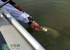 釣海鱸魚(yú)什么時(shí)候最好？釣海鱸魚(yú)用什么樣的魚(yú)餌？