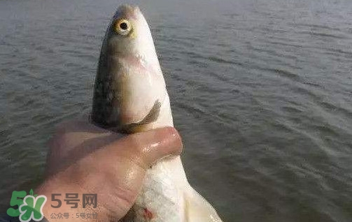 釣海鱸魚(yú)什么時(shí)候最好？釣海鱸魚(yú)用什么樣的魚(yú)餌？