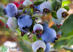 蘋果和藍莓能一起吃嗎？蘋果和藍莓干能一起吃嗎？