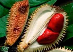 紅肉榴蓮是什么品種？紅色的榴蓮是什么品種？
