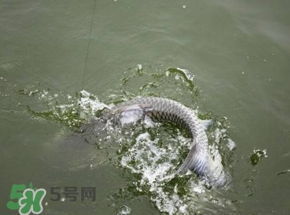釣青魚怎么調漂圖解？釣青魚最佳調漂是幾目