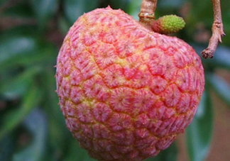 ? 掛綠荔枝多少錢一個(gè)？掛綠荔枝多少錢一斤2017