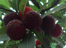 楊梅和芒果能一起吃嗎？吃完楊梅可以吃芒果嗎？