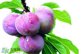 脆紅李什么時候成熟？脆紅李幾月成熟？