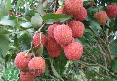 白糖罌荔枝怎樣保果的？白糖罌荔枝和白蠟的區(qū)別