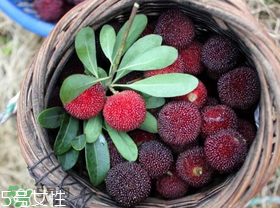 楊梅籽可以種嗎？楊梅籽怎么種小盆栽?？
