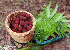 楊梅籽可以種嗎？楊梅籽怎么種小盆栽?？