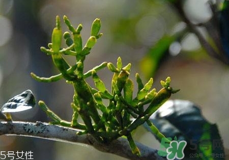 螃蟹腳茶多少錢一斤2017？螃蟹腳茶的價格