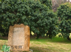掛綠為什么只有一株？掛綠荔枝為什么不多種？