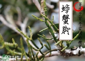 螃蟹腳茶哪些人不能喝？螃蟹腳茶哪些人能喝