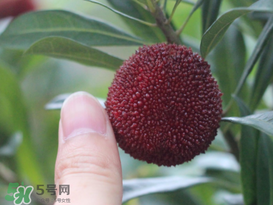 楊梅放冰箱能放幾天？楊梅可以放冰箱嗎？