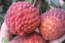 荔枝王是什么品種？荔枝王多少錢一斤2017？