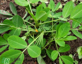 六月份還可以種花生嗎？六月份種花生可以嗎？