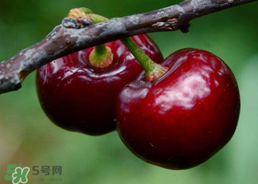 六月份還有櫻桃嗎？6月還有櫻桃嗎？