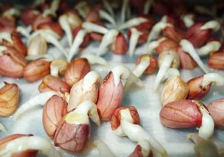 六月份還可以種花生嗎？六月份種花生可以嗎？