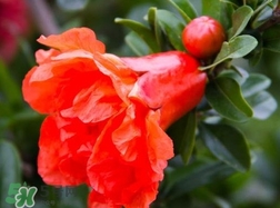 石榴花花語代表什么意思？石榴花花語是什么意思