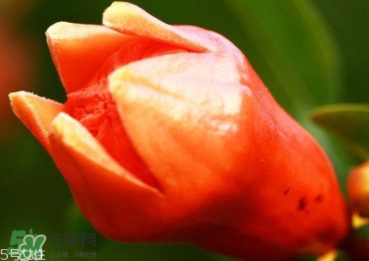 石榴花有毒嗎？石榴花能吃嗎？