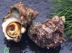 海螺怎樣吃才正確圖解？海螺哪里不能吃圖示