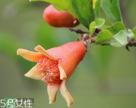 石榴花有毒嗎？石榴花能吃嗎？