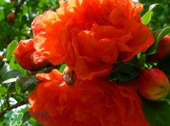 石榴花花語代表什么意思？石榴花花語是什么意思