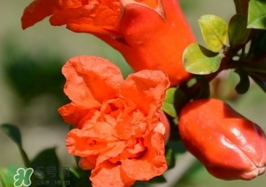 石榴花花語代表什么意思？石榴花花語是什么意思