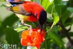 石榴花有毒嗎？石榴花能吃嗎？