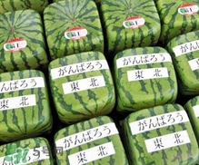 方形西瓜是如何種出來的？方形西瓜是怎么長(zhǎng)成的