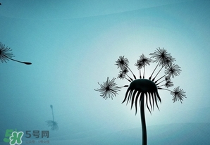 蒲公英開花了還能吃嗎？蒲公英開花的好還是不開花的好？
