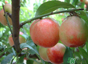 油桃和西紅柿能一起吃嗎？毛桃和西紅柿能一起吃嗎？