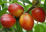 油桃和西紅柿能一起吃嗎？毛桃和西紅柿能一起吃嗎？