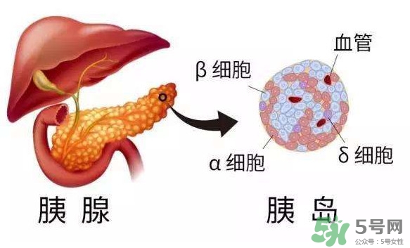 胰島素為什么不能口服？胰島素有什么副作用