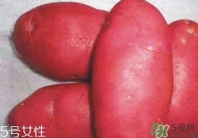 紅土豆是轉基因的嗎？紅土豆和正常土豆的區(qū)別