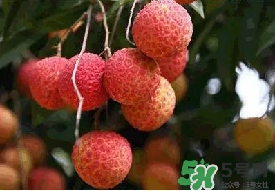 糯米糍荔枝多少錢一斤2017？糯米糍荔枝市場價格