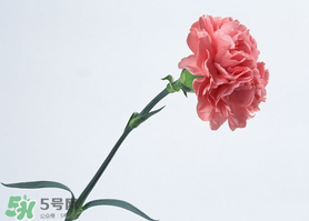 父親節(jié)可以送康乃馨嗎？父親節(jié)送康乃馨好不好？